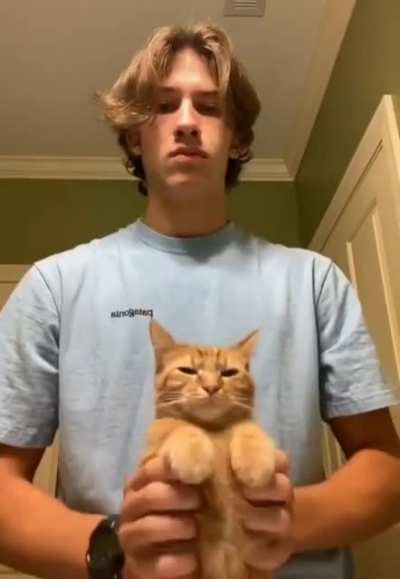 and the dancing kitten strikes again ?