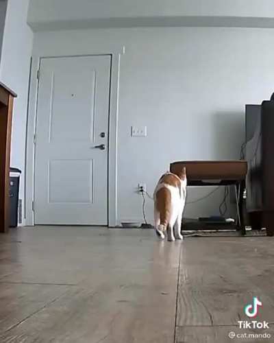 This Cat's reaction (and biiiig stretch) when the guy comes home from work ??