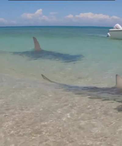 ? Typical beach day in Australia : a hammerhead shark chases a smaller shark trying to eat it