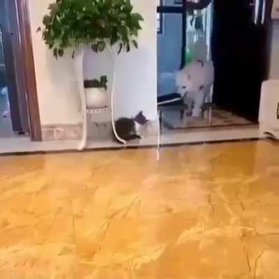 Surprise ?