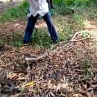 man vs snake