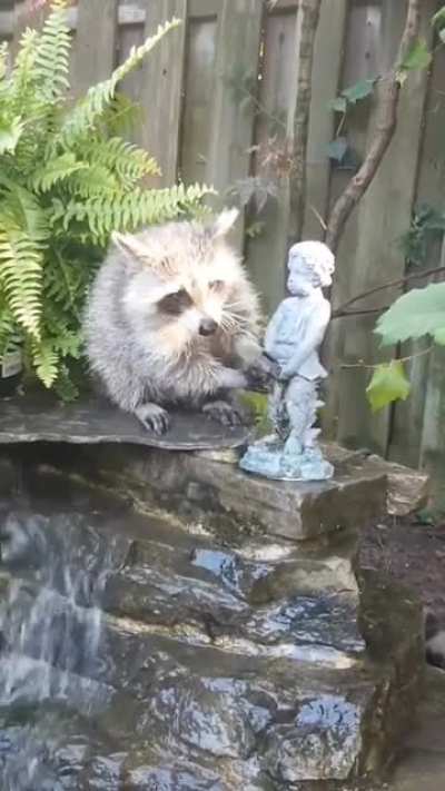 Young raccoon is obsessed with our fountain ??