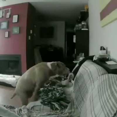 This dog misses his owner who's at work ?