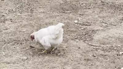 My chickens don’t play around. Intruders get handled. ?