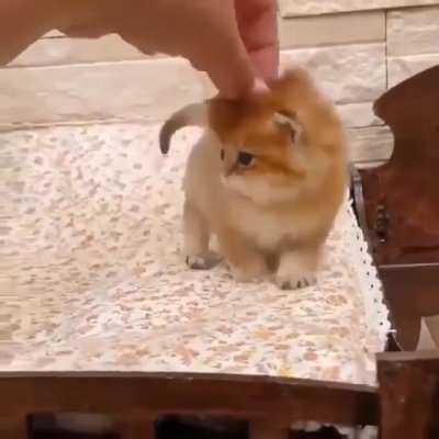Little scritches