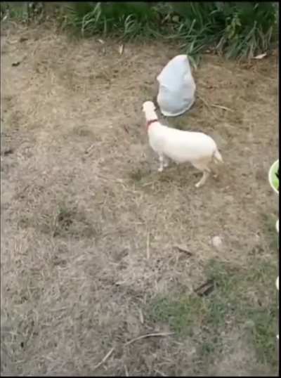 You have goat to be kidding me @_@