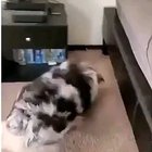 This dog loves hide and seek!