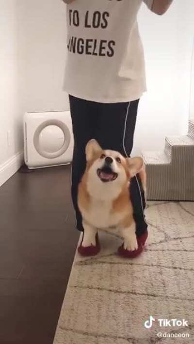 Foot Dance with the Corgi