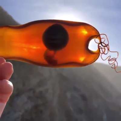 ? This intact shark egg washed ashore ?