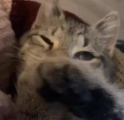 Tasty toebean (sound on)