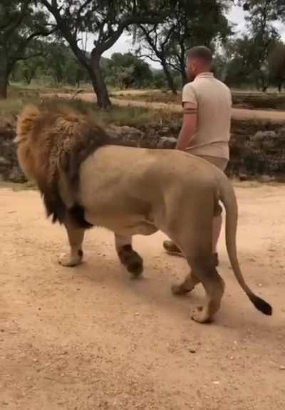 ? A Lion and his mane man