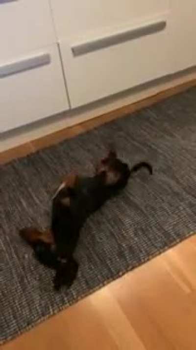Exactly every single time we come home after a walk he goes to this carpet and do this