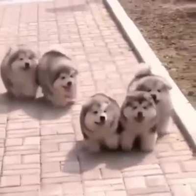 bunch of fluffy