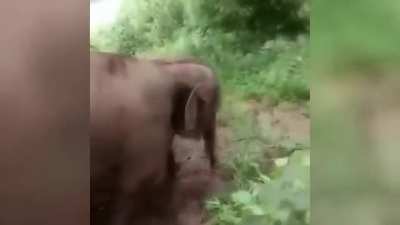 ? Cute baby elephant enjoying his day