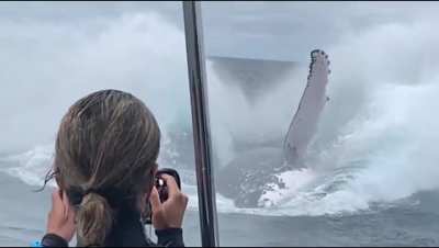 ? Massive Humpback Whale emerging for the photos!