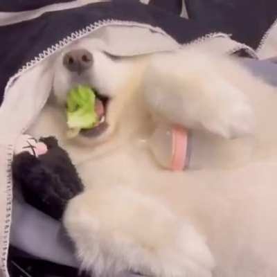 Veggie