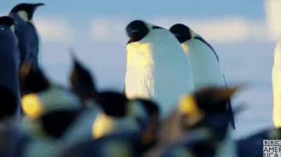 ? A couple of Emperor Penguins entering the party.