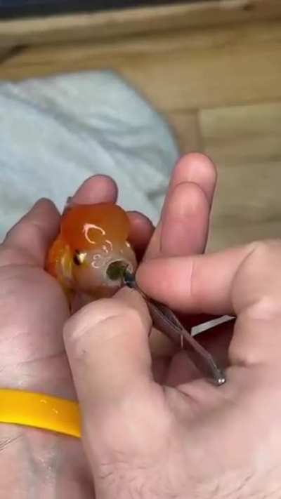 Clarence the fish was choking, but his owner saved him ??.