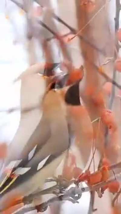 ?The Bohemian waxwing (Bombycilla garrulus)