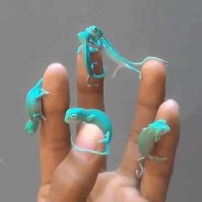 ? Baby Chameleons ?