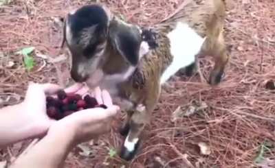 Goat and his little monkey friend