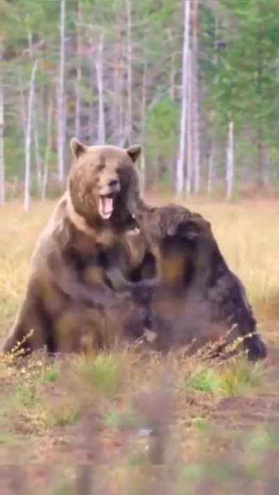 ? Two Bears fight each other