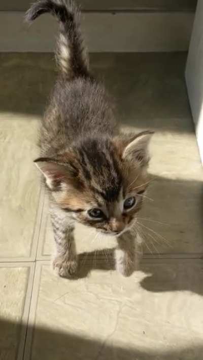 Baby squeaks