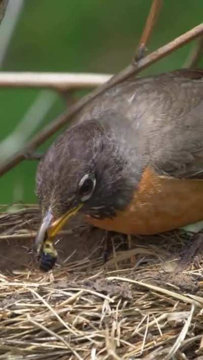 ? Robin snatches a bumble bee flying by the nest