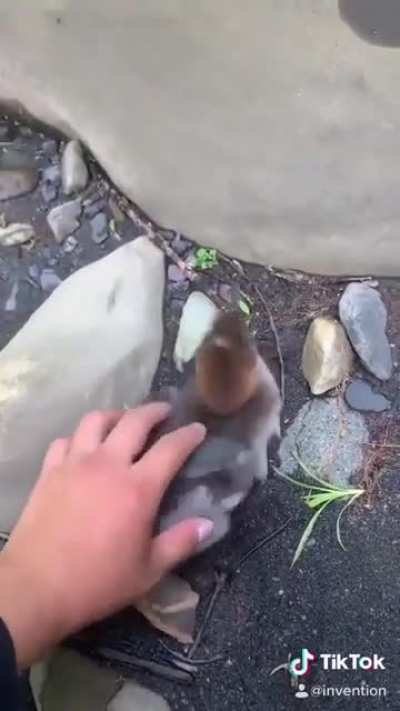 Quackers!