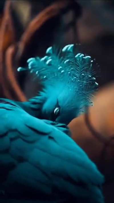 ? Victoria Crowned Pigeon