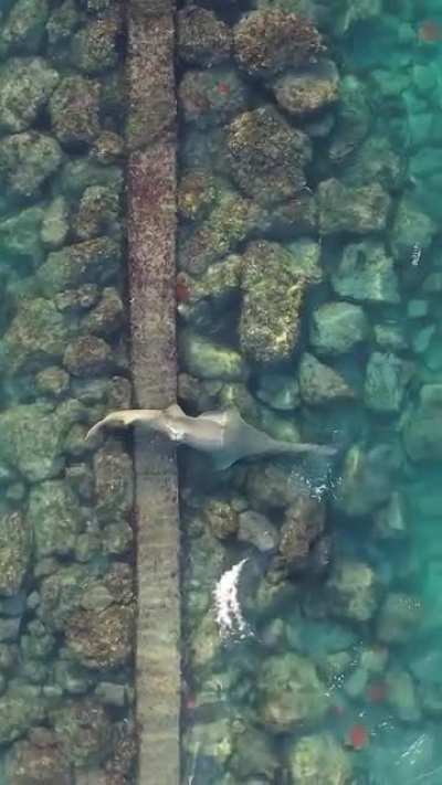 ?The Small Tooth Sawfish (Pristis pectinata) which first appeared between 59 and 62 million years ago and is now on the critically endangered list with perhaps as few as 200 in existence. To see one in South Florida is indeed a rare sighting. 1st post mor