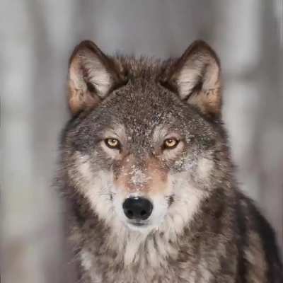 ? A compilation of wolves howling and growling