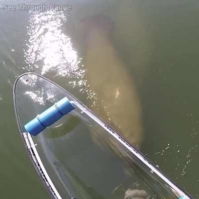 ? The Craziest Thing I've Ever Seen a Manatee Do...