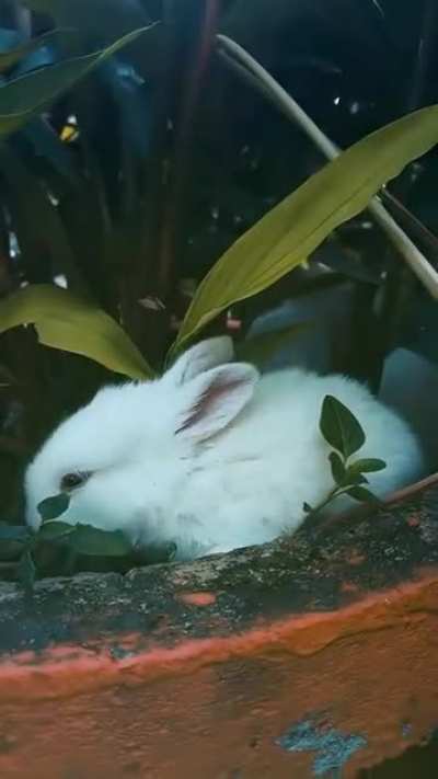 Three Cute White Fluffy Baby "Rabbits"???