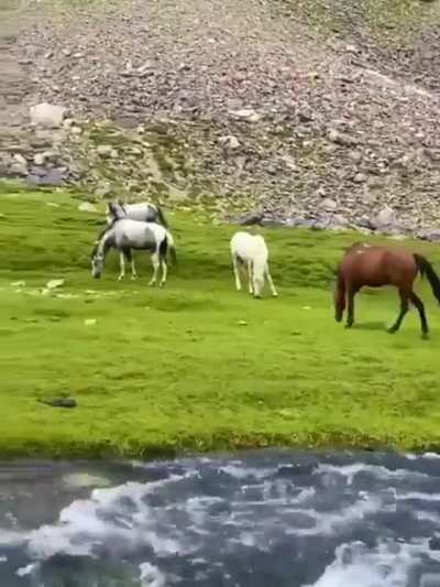 ? Wild horses in Afghanistan