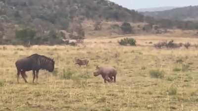 ?baby rhino finds a friend in a wildebeest