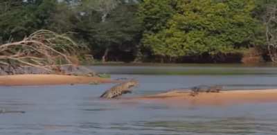 ? Jaguar Sneak Attack!