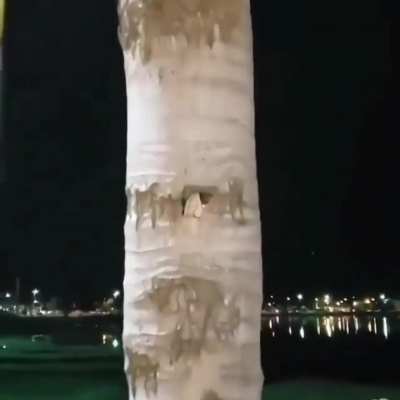 ? A group of parrots nesting inside a palm tree ?