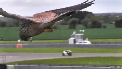 ? This falcon is able to completely stabilize itself during a strong wind.