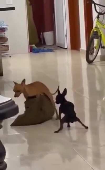 The Dynamic Duo