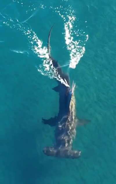 ? The Great Hammerhead is the largest of its species reaching a maximum of 20 ft. Critically endangered, it is considered fewer than 200 of them exist.