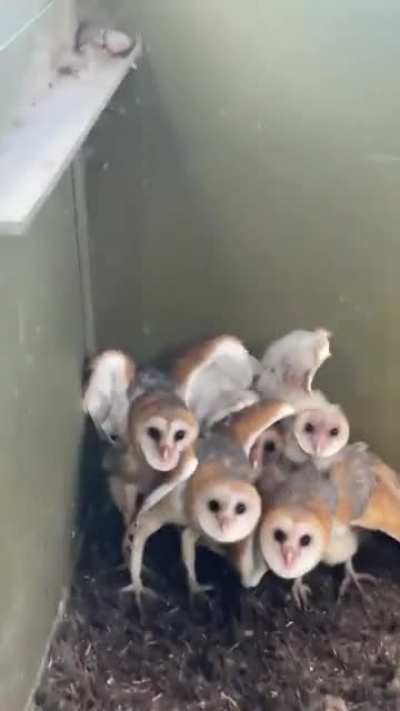 ? A group of baby Owls found in a barn in Texas ?