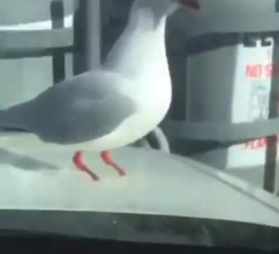 No feet no problem