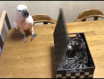 Cat hitting a bird