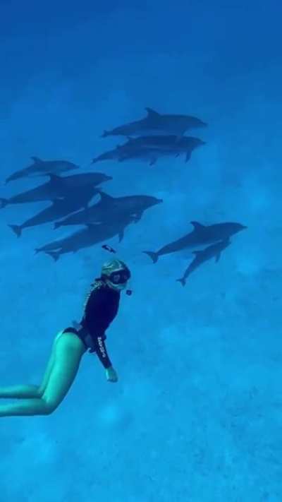 Swimming with dolphins
