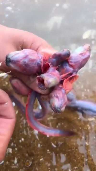 Xenomorph lookin species
