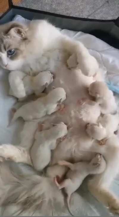 gang of 7 outrageous criminals attack a poor milk bar owner!