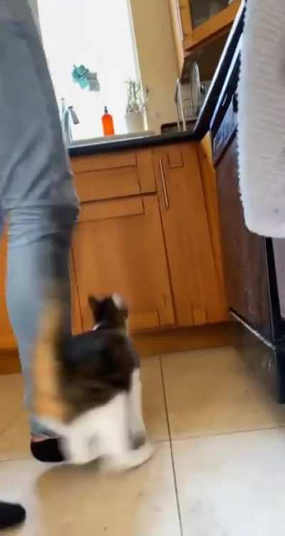 I don’t stand a chance when I open a can of tuna for myself