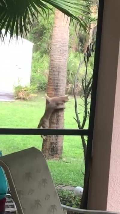 ? Hide and Seek ?