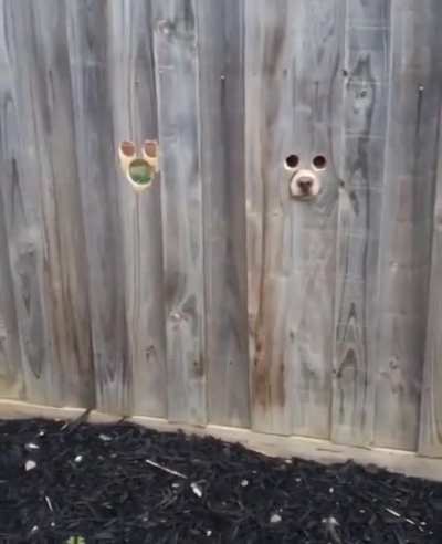 I spy with my puppy eye..
